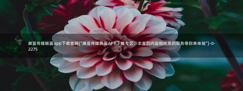 麻豆视频指南文案