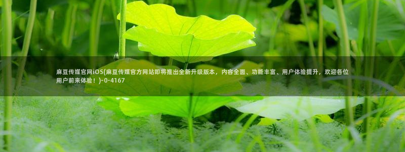 麻豆视频合作联系